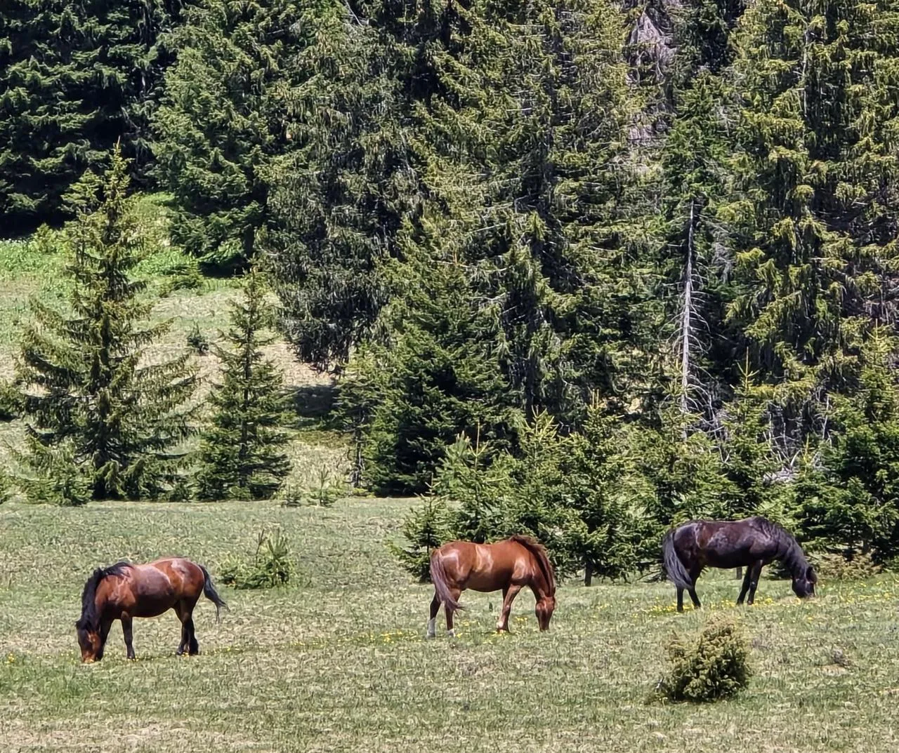 Ljubišnja Jeep Safari – Explore Hidden Wilderness