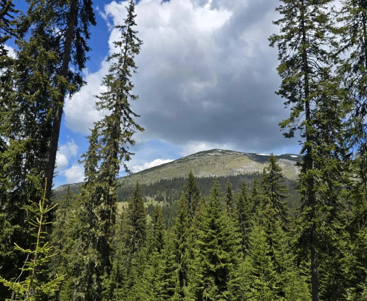 Ljubišnja Jeep Safari – Explore Hidden Wilderness