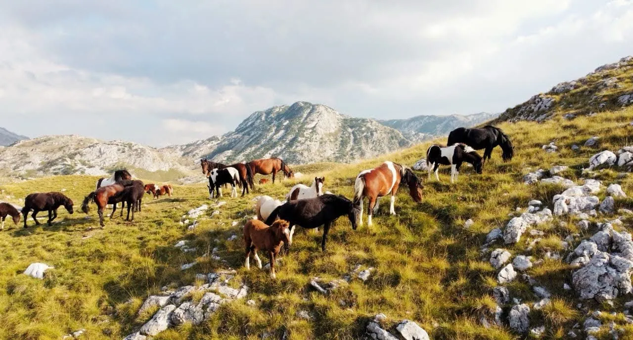 Durmitor Jeep Tour